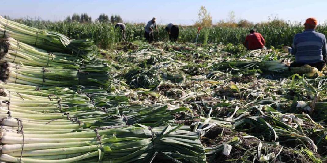 Tarlalarda hasat mesaisi başladı! Dönümde 5-6 ton rekolte: Kilosu 25 TL’den tarladan çıkıyor 5